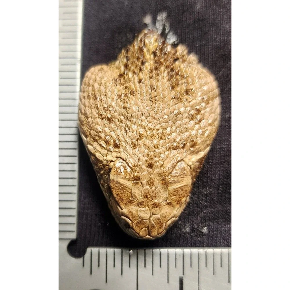 4 Puzzles!! Western Diamondback Rattlesnake Snake Skull FANGS SPECIMEN SK4C